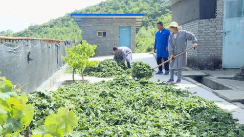蘇陜協(xié)作助力略陽(yáng)產(chǎn)業(yè)扶貧 農(nóng)林牧漁融合發(fā)展之路