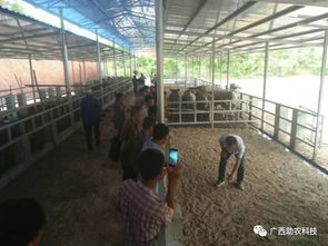 生態(tài)養(yǎng)牛技術(shù) 廣西助農(nóng)公司專業(yè)服務(wù)，助您科學(xué)養(yǎng)殖成功