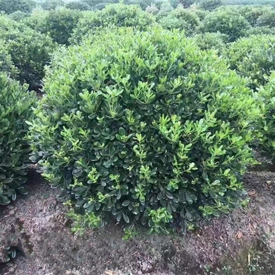 綠化養(yǎng)護(hù)服務(wù) 提升您的園林景觀品質(zhì)